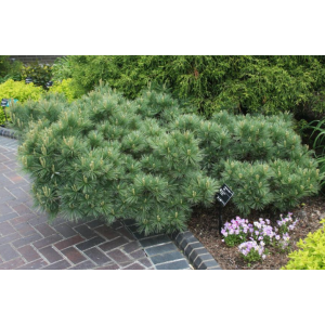Borovica hladká (Pinus strobus) ´MACOPIN´ - výška 40-60 cm, ø 30-40 cm, kont. C10L